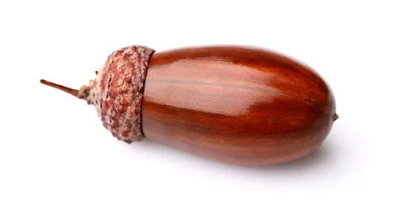 Een gedroogde acorn — Stockfoto