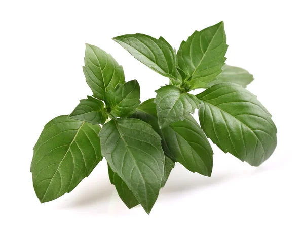 Fresh basil — Stock Photo, Image