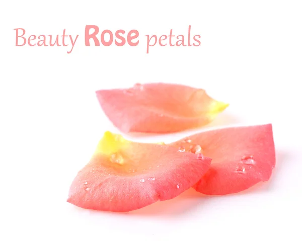 Beauty rose petals — Stock Photo, Image