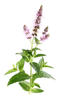 Güzellik nane çiçekler