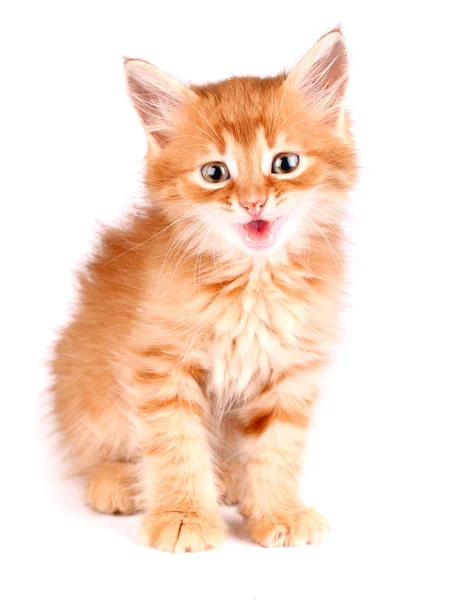 Curiosidad gatito —  Fotos de Stock