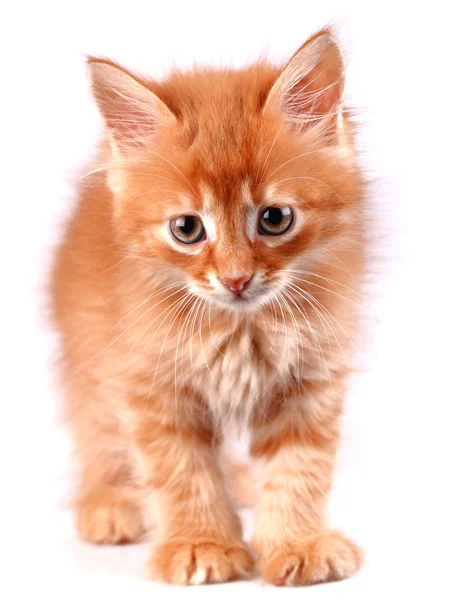 Zencefil yavru kedi — Stok fotoğraf