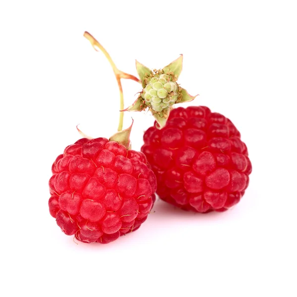 Ripe berry of raspberry — Stock Photo, Image