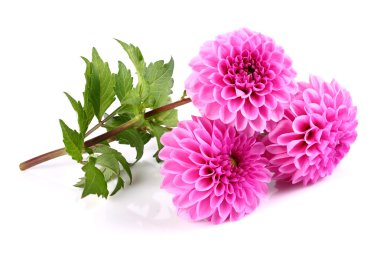 beyaz zemin üzerinde güzellik dahlia
