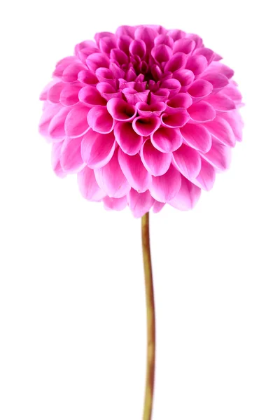 Fiore di Dahlia — Foto Stock