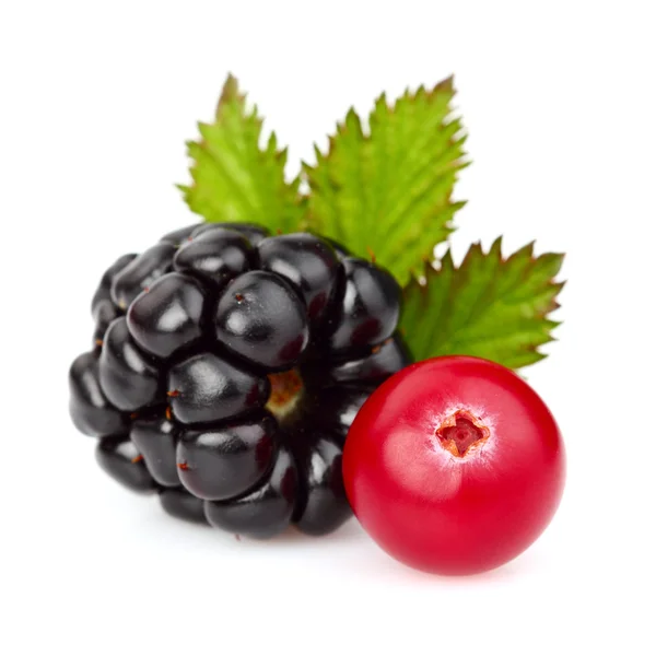 BlackBerry med tranbär — Stockfoto