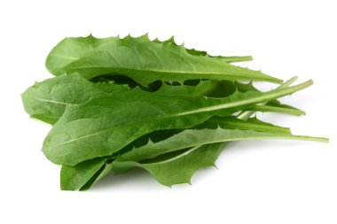 Kara hindiba yapraklarının