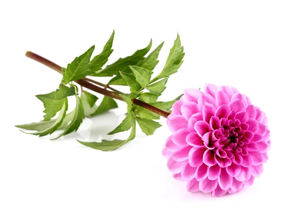 Dahlia bloem — Stockfoto