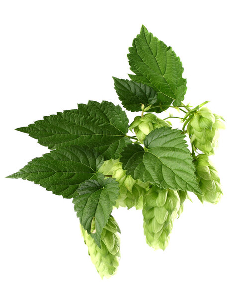 Hop with leaves