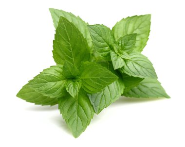 Leaves of mint clipart