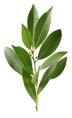 defne yaprağı