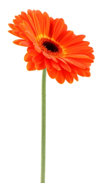 Gerbera-Blüte — Stockfoto