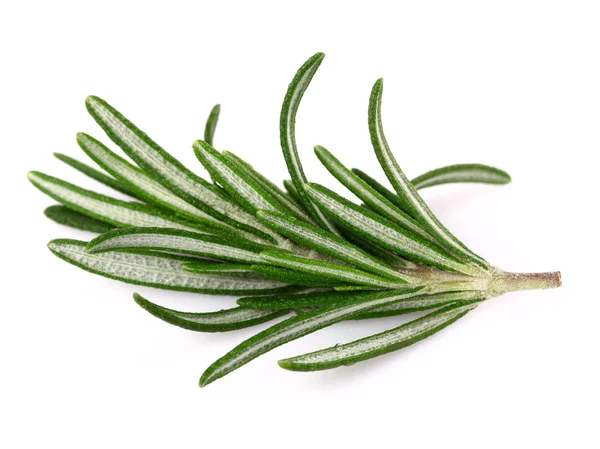 Fresh rosemary — Stock Photo, Image