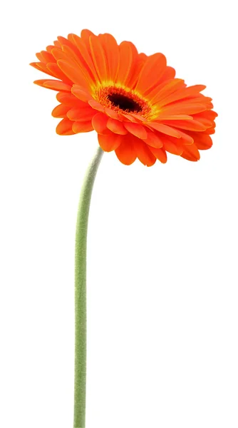 Beleza Gerbera — Fotografia de Stock