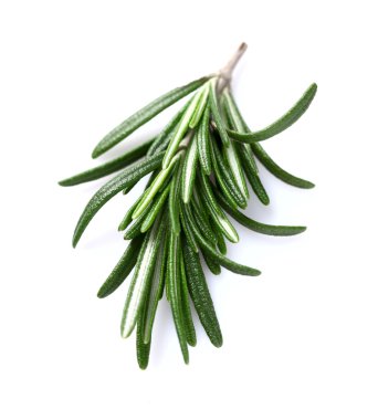 Rosemary spice in closeup clipart