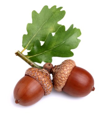 yaprakları ile Kurutulmuş palamut
