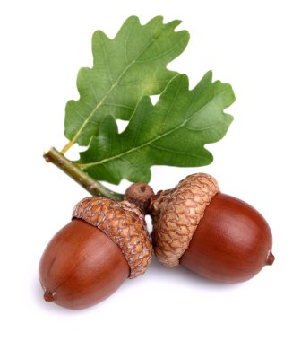 Dried acorn with leaves clipart
