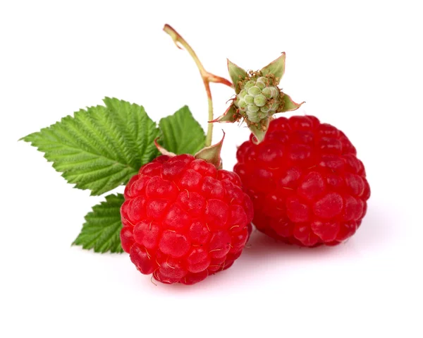 Ripe fresh raspberry with leaf — Stock Photo, Image