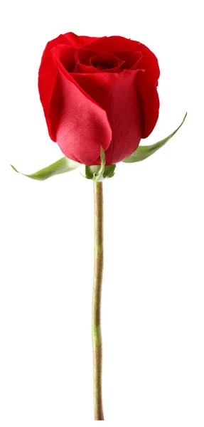 Κόκκινο τριαντάφυλλο σε κοντινό πλάνο — Φωτογραφία Αρχείου