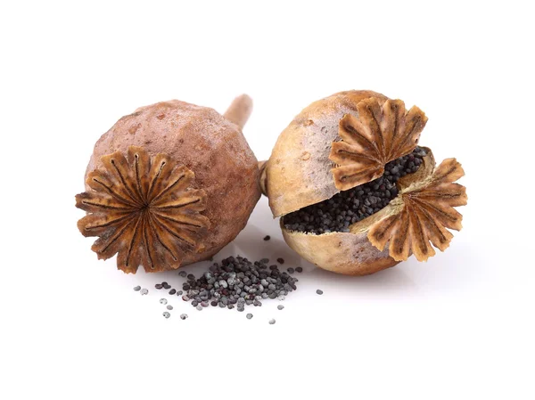 Dried poppy head with seeds — Stock Photo, Image