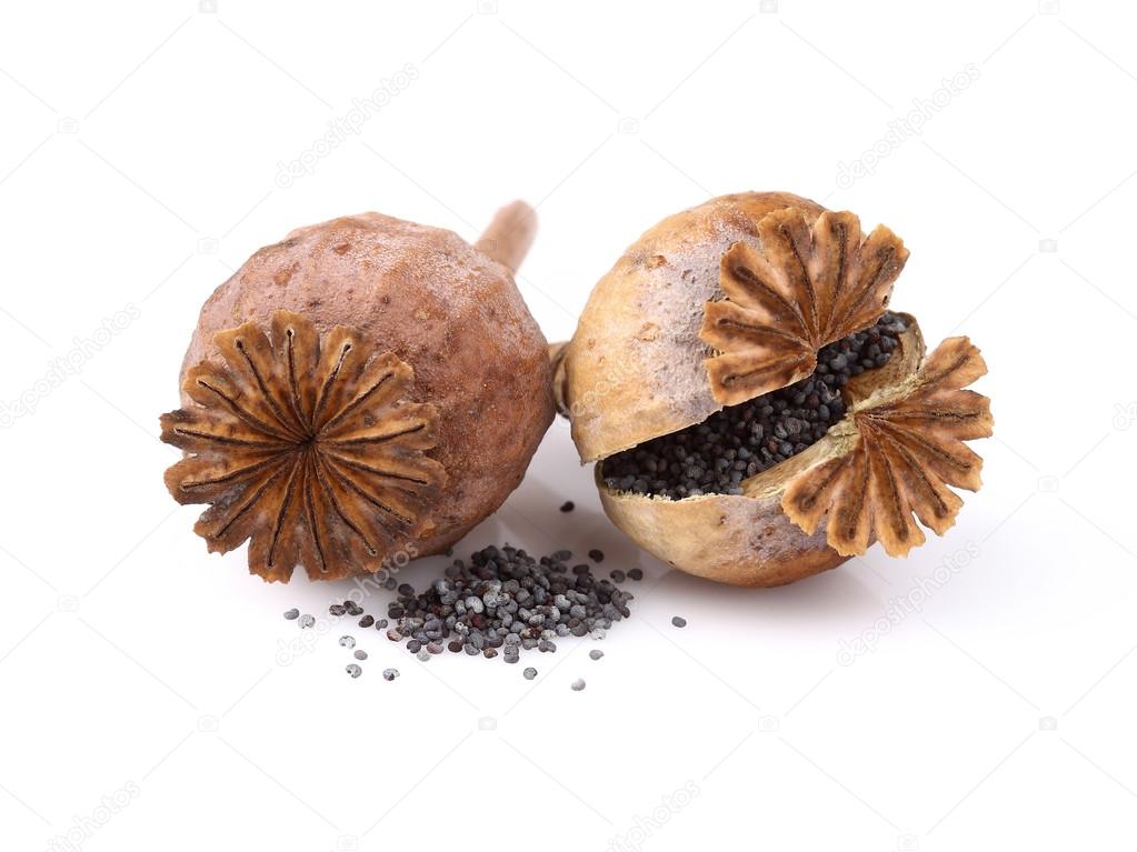 Dried poppy head with seeds