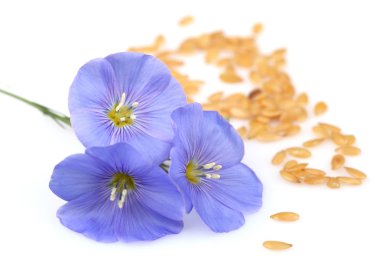 keten tohumu çiçeklerle