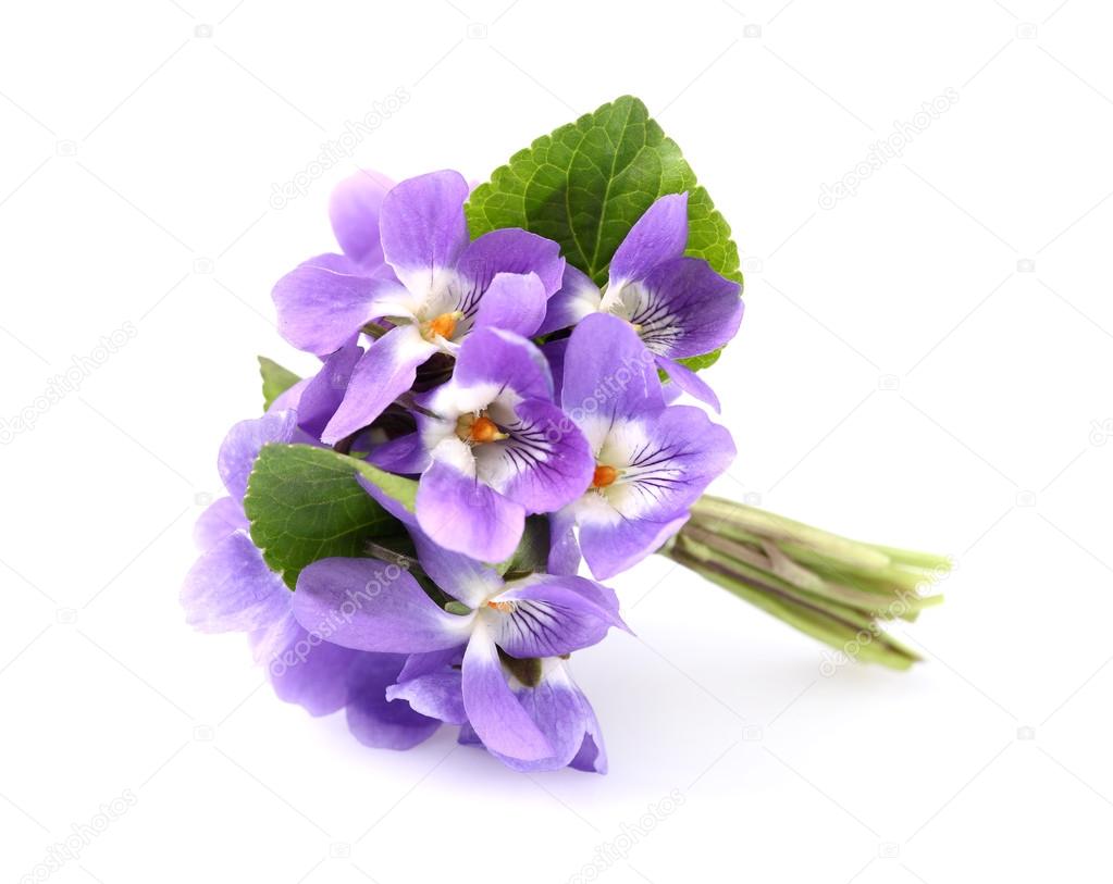 Violets wildflowers
