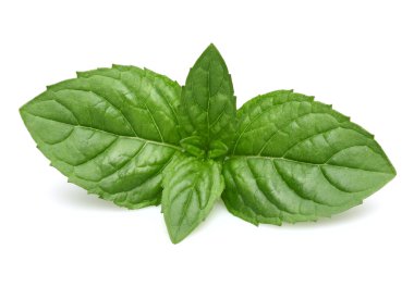 portre, nane yaprağı