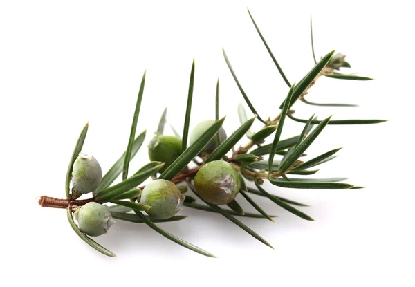 Juniper tak in close-up — Stockfoto