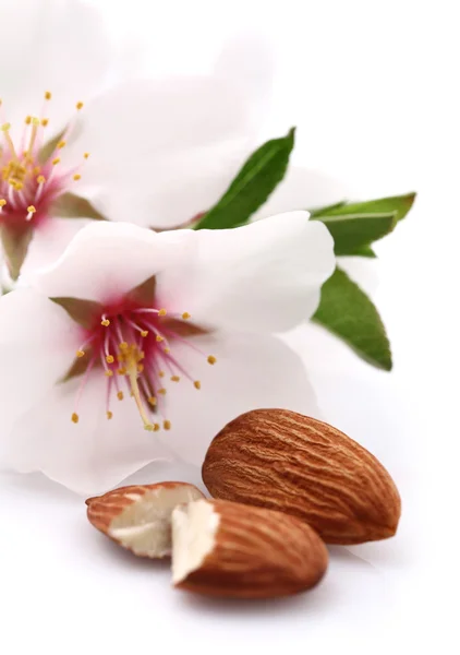 Almendras con flores — Foto de Stock