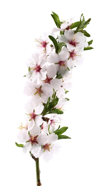 Цветы миндаля — стоковое фото