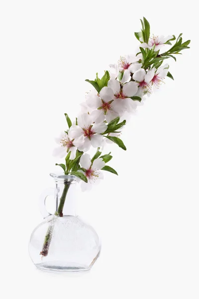 Schoonheid bloemen van amandel — Stockfoto