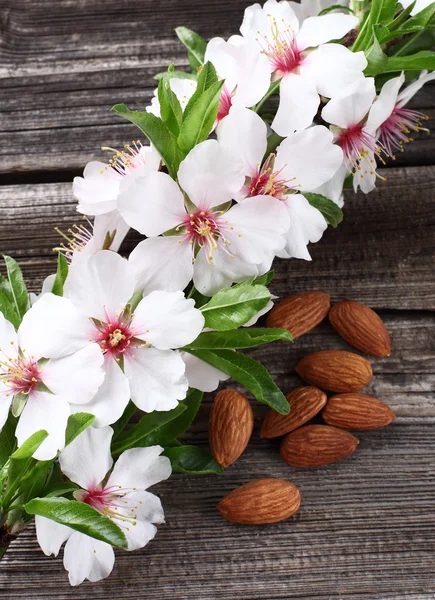 Fiori di mandorle — Foto Stock