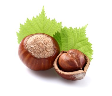 yaprakları ile fındık