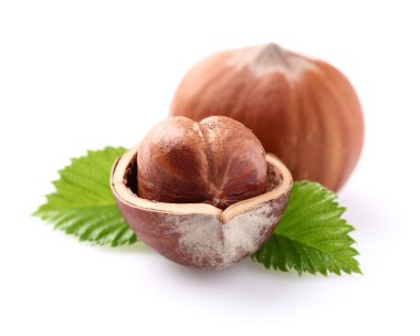 fındık yaprağı