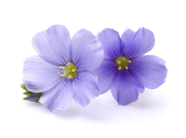 Flores de lino en primer plano — Foto de Stock