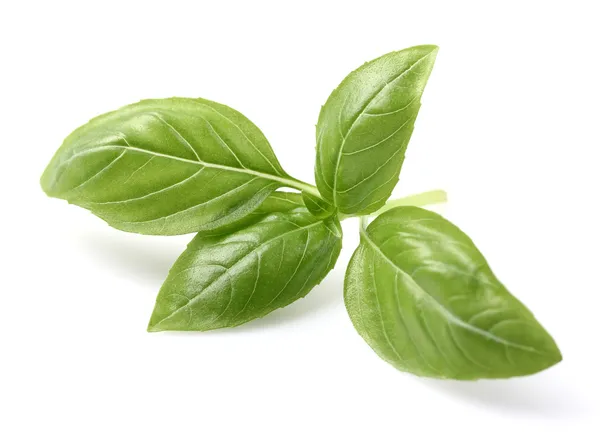 Basil spice — Stock Photo, Image