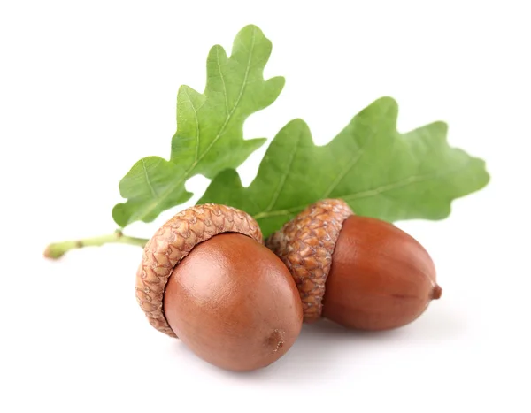 Acorn with leaves — Stock Photo, Image