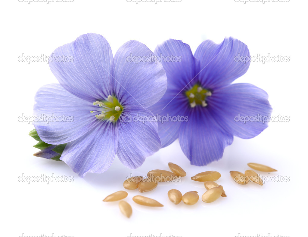 Flax flowers with seeds Stock Photo by ©Dionisvera 25907737