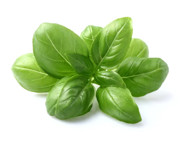 Basil leaves in closeup — Stock Photo, Image