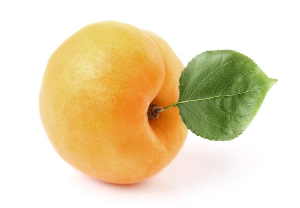 Abricot à feuilles — Photo