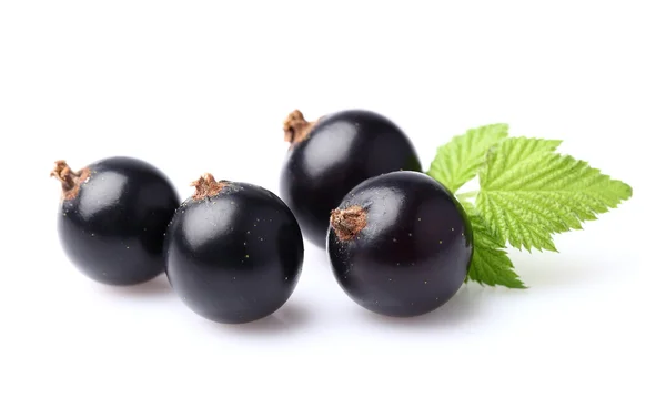 Ribes nero con foglia — Foto Stock