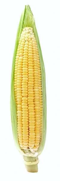 One fresh corn — Stock Photo, Image
