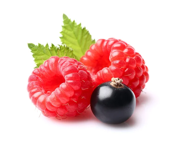 Raspberry with blackcurrant — Stock Photo, Image