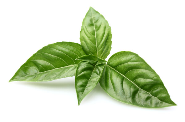 Basil leaves