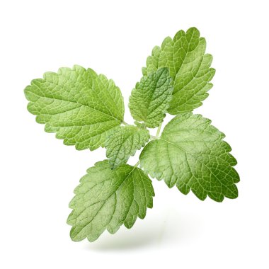Melissa yaprakları