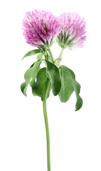 Koniczyna kwiaty — Zdjęcie stockowe