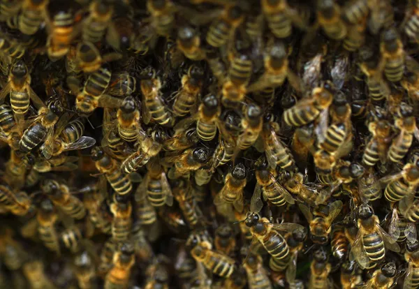 Bienenvolk — Stockfoto