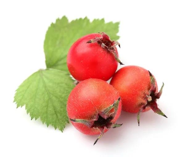 Hawthorn with leaves — Stock Photo, Image