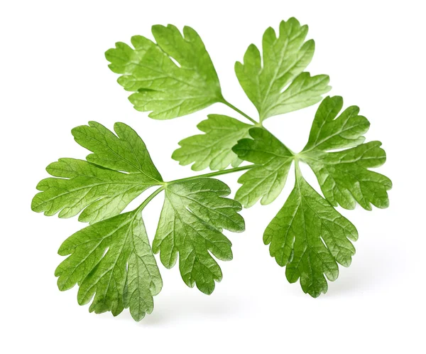 Parsley leaves — Stock Photo, Image